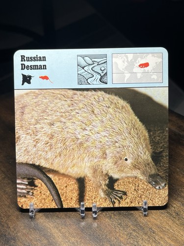 Russian desman 1977 - 1977, editions