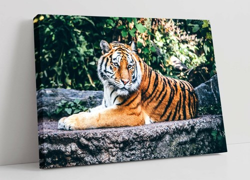 Tiger large canvas wall - tiger,