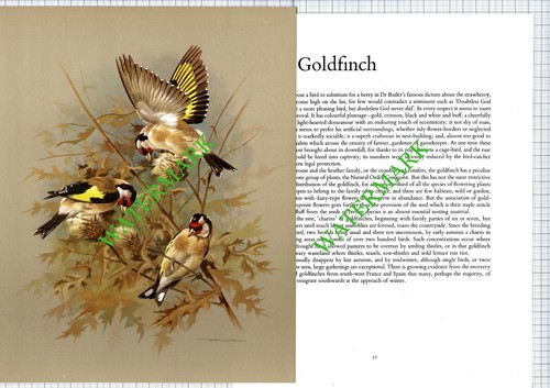Goldfinch basil ede 1970s - basil,