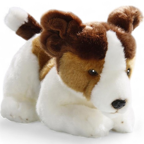 Carl dick jack russel - dick, terrier