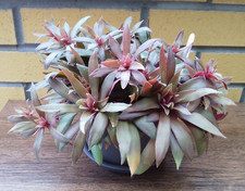 CRASSULA orbicularis var