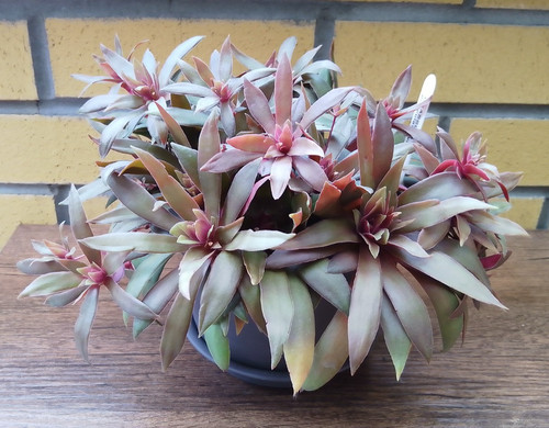 Crassula orbicularis var - orbicularis,