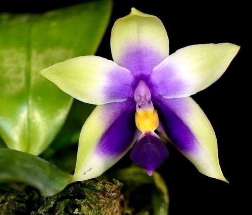 Phalaenopsis bellina - bellina, f