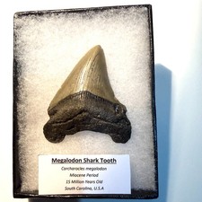 Genuine Fossil Megalodon Shark