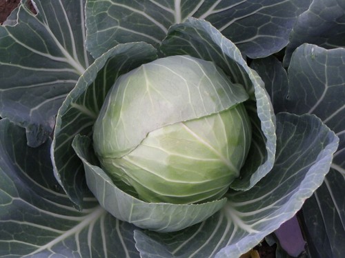 Summer cabbage plug plants - cabbage,