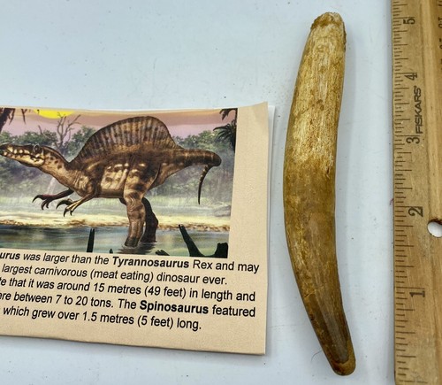 Huge spinosaurus 4 - spinosaurus, 1/4”