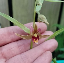 Epipactis gigantea Giant
