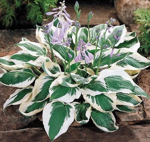 Hosta patriot plantain lily - patriot,
