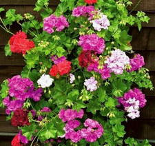 Geranium Pelargonium peltatum F2 Speedy mixed 32 seeds + FREE PLANT LABEL