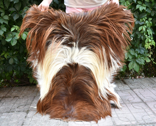 Angora goat leather goatskin - angora,