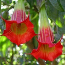 BRUGMANSIA SANGUINEA - RED