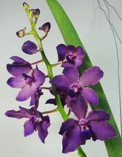 Renanthera philippinensis x