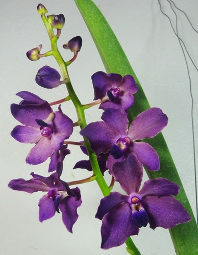 Renanthera philippinensis - , x