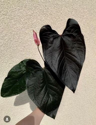 Anthurium queen heart - anthurium, rear