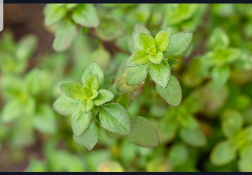 Thyme lemon thymus - thyme, (thymus
