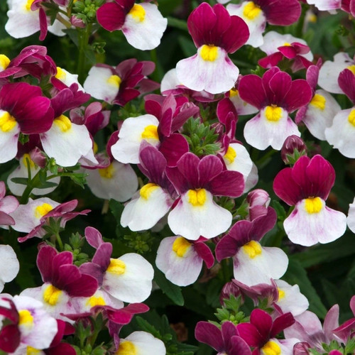 Nemesia cassis plug plants - 5,