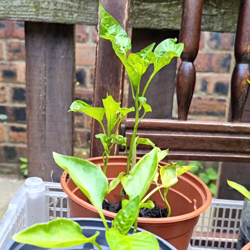 Sweet and chilli plug - chilli, 🌶