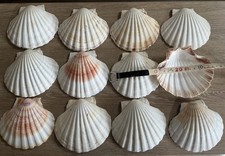 Twelve large scallop - twelve,