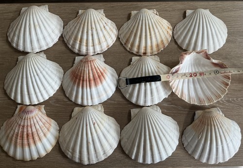 Twelve large scallop - twelve,