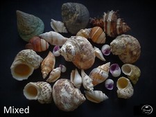 Hermit crab shells