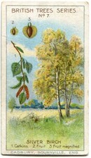 No 7  The Birch 1911 British Trees Series Cadburys Chocolate Trade Card