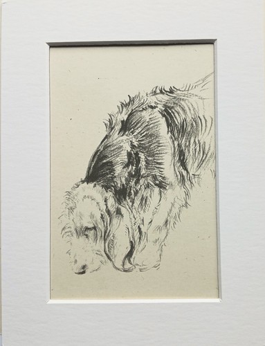 Otterhound dog sketch print - , by
