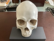 Professional human skull - human,