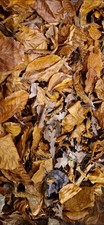 2Ltr Bioactive Leaves only *NEW* leaf litter Oak Mix. Insect  Reptile Spider