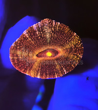 🦂👁️ OGO "Pharaoh's