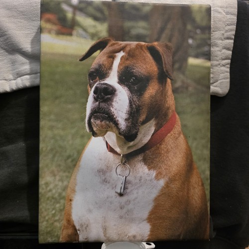 Boxer brown white - &,