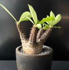 Pot 9cm Pachypodium makayense WYSIWYG Own Root Boutique