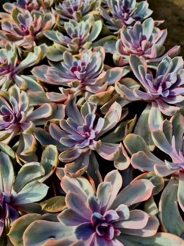 Echeveria rainbow pink - echeveria,