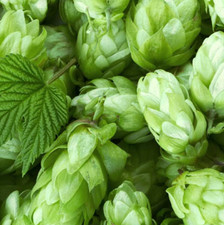 Hops For Beer Humulus Lupulus