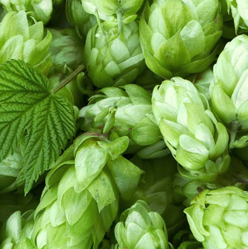 Hops for beer humulus - hops,