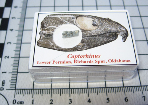 Permian reptile captorhinus - reptile,