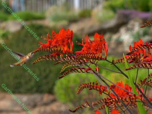 Potted litre crocosmia - 1,