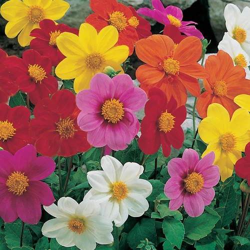 Flower dahlia dwarf patio - flower,