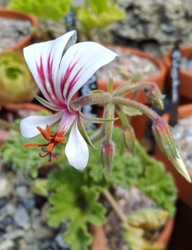 Pelargonium mollicomum - pelargonium,