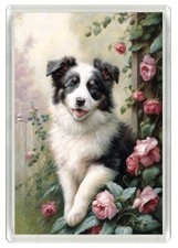 BORDER COLLIE CUTE PUPPY DOG