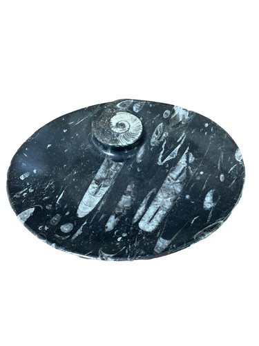 Ammonite orthoceras fossil - ammonite,
