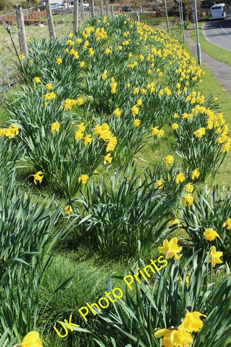 Photo 6x4 daffodils - 6x4, st