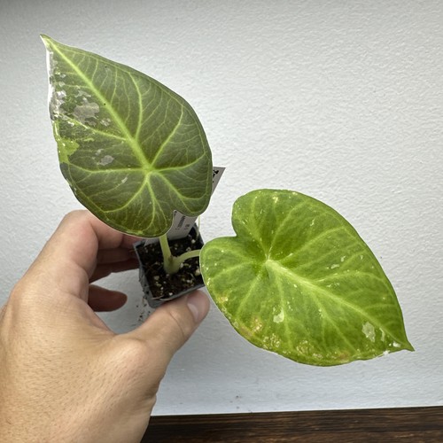 Alocasia regal shield albo - alocasia,