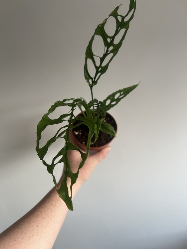 Monstera obliqua peru form - monstera,
