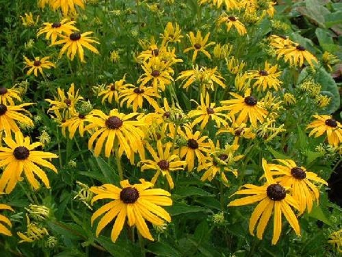 Rudbeckia fulgida - rudbeckia,