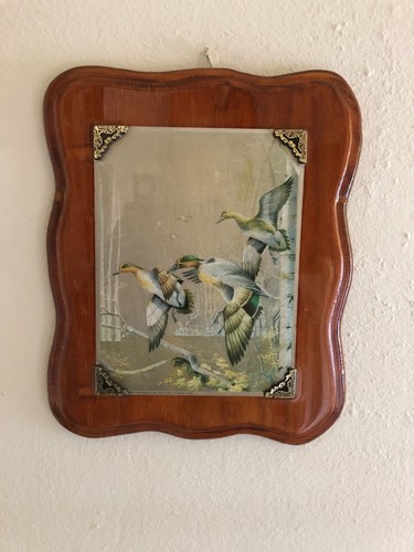 1980 iridescent flying mallard - flying,