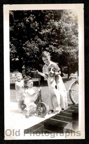 Happy family dog - dog, w/kids