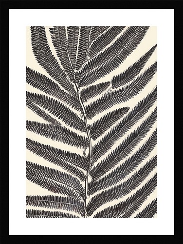 Serene fern fronds - fern,