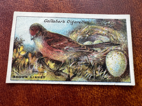Gallaher birds nests eggs - gallaher,