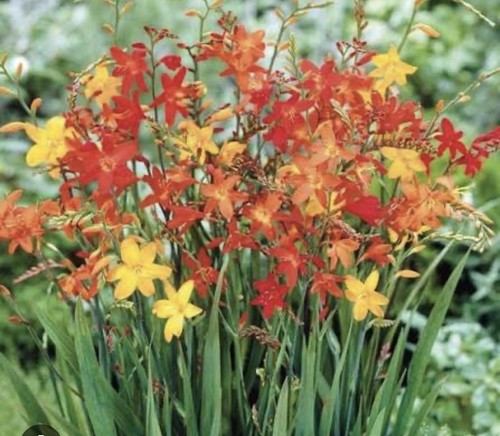 Crocosmia montbretia bulbs - crocosmia,