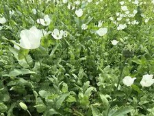 PAPAVER S0MNIFERUM "TURKISH